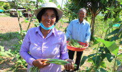 Farmers collecting vegetables